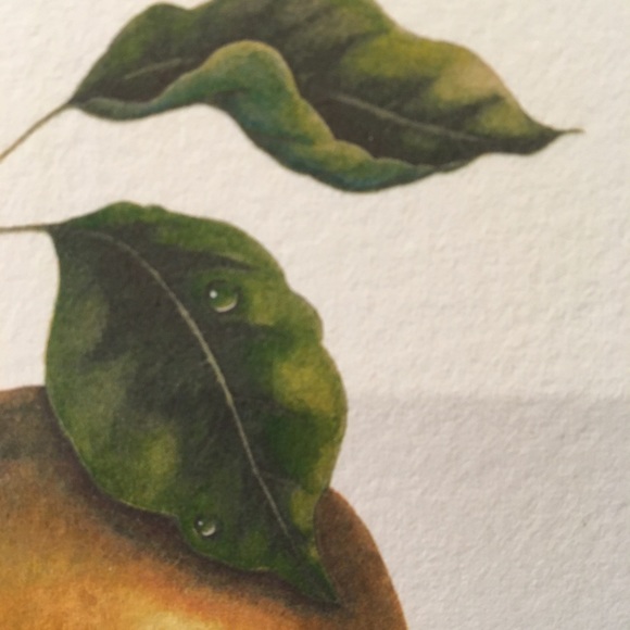 NYISSEKI Asian Pear small Giclee print - Picture 3 of 5